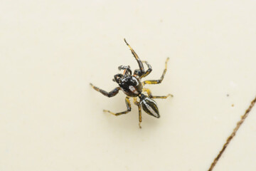 Male Jumping Spider Poised, Pune, India