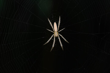 Orb Weaver Spider on Web, Satara, India