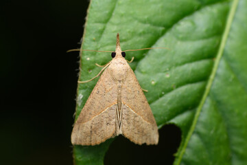 Dryleaf Moth Camouflage, Satara, Maharashtra