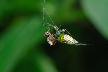 Feeding Orb Weaver Spider, Satara, India