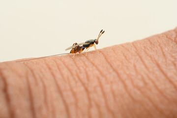 Fig Parasitic Wasp on Human Skin, Satara, Maharashtra