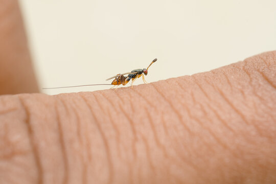 Fig Parasitic Wasp on Human Skin, Satara, India