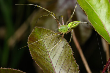Green Lynx Spider on Leaf, Satara, Maharashtra