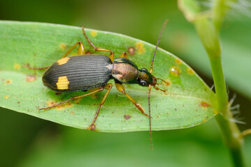 Ground Beetle in Natural Habitat, Satara, India