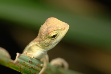 Indian Garden Lizard Portrait, Pune, India