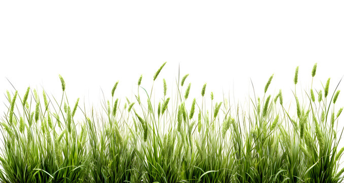 Fountain Grass Or Pennisetum Alopecuroides White Flowers Wild Grass Arranged In Rows On A White Background.