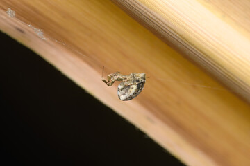 Kleptoparasitic Spider in Action, Satara, India