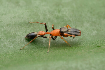 Ant Mimic Spider in Focus