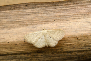 Lesser Cream Wave Moth