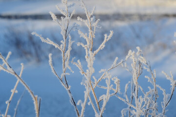 Freeze-framed beauty of a plant coated in nature s frozen jewels. A close-up of a plant draped in shimmering frost. Еhe delicate transformation of a plant into a winter wonderland sculpture.