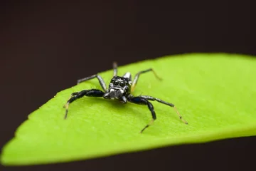 Fotobehang Male Jumping Spider Portrait © Apurv