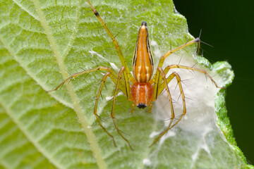 Lynx Spider with Offspring, Satara, India