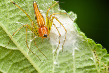 Lynx Spider's Vigil, Satara, India