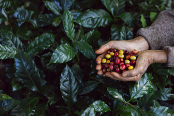 Red and yellow coffee beans from coffee trees prepared for cultivation in nurseries.