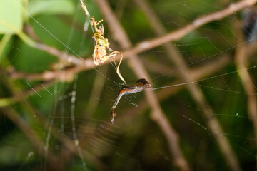 Scorpion-Tailed Spider on Web Strand, Satara, India