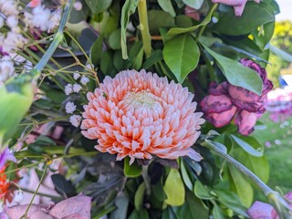 Chrysanthemum, Teluki, or chrysanthemum (sometimes referred to as chrysanthemum or serunai) is a type of flowering plant that is often grown as an ornamental garden plant or as a pick flower.  These f