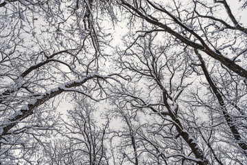 Fototapeta na wymiar Winter forest, view from below. Leafless winter trees with snow on branches