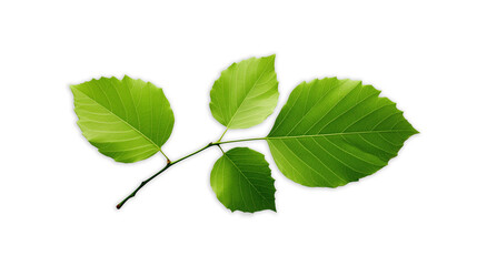 Obraz premium Green leaves set on transparent background. Tree leaf set in png