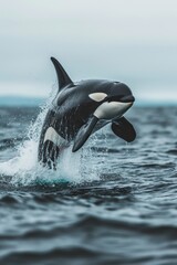 an orca jumping with its tail out of the water