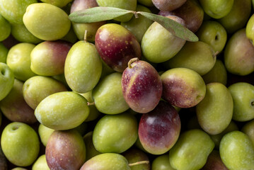 Raccolta di olive fresche mature, cibo biologico italiano 