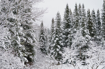 Fototapeta na wymiar Snow Covered Trees, Silver Lake Wilderness Area, Adirondack Forest Preserve, New York,USA