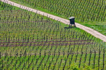 Minimal landscape of the alsatian vineyard in spring, Alsace, France - obrazy, fototapety, plakaty