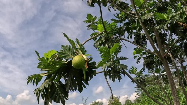 Breadfruit (Artocarpus altilis) on the tree. Breadfruit can be eaten once cooked, or can be further processed into a variety of other foods