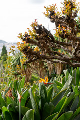 Tropical Plants in the botanical garden of funchal on Madeira
