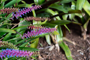 Tropical Plants in the botanical garden of funchal on Madeira