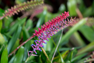 Tropical Plants in the botanical garden of funchal on Madeira