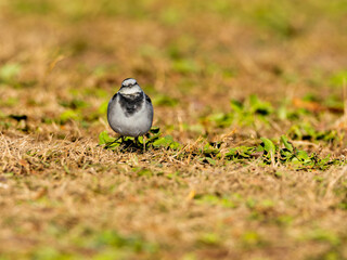 Obraz premium 地面を歩くハクセキレイ