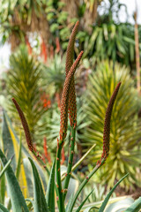 Tropical Plants in the botanical garden of funchal on Madeira