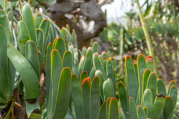 Tropical Plants in the botanical garden of funchal on Madeira