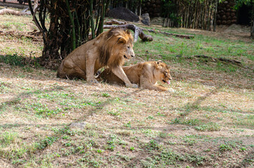 A pair of lions in a zoo