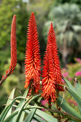 Blooming plants in the botanical garden in funchal at madeira