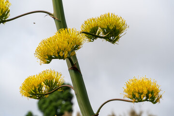 Blooming plants in the botanical garden in funchal at madeira