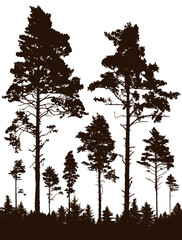 Coniferous forest, silhouette of pine trees, vertical landscape after deforestation. Vector illustration