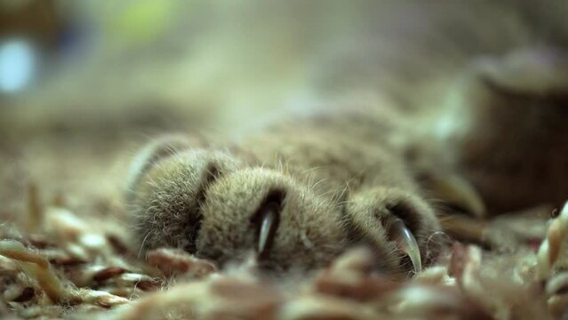 The paw of a grey cat with claws extended. Close-up of the macro.