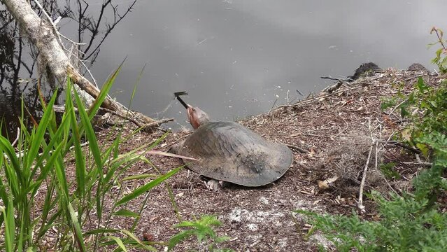 Large  Softshell Turtle in Florida Wetlands.