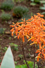 Tropical Plants in the botanical garden of funchal on Madeira