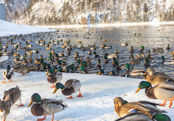 .Ducks on the bank of the river or lake in winter, mountains background. Migration of birds....