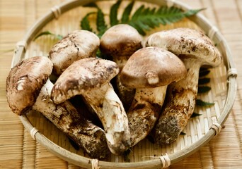 matsutake 松茸