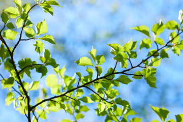 young leaves on spring tree