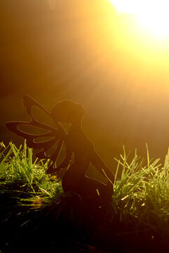 sunset in the forest