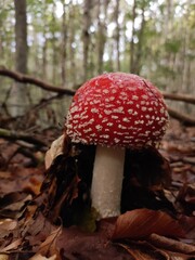 champignon toxique dans la forêt
