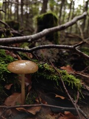 petit champignon marron dans la forêt