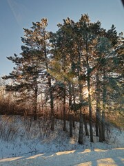 Obraz premium reflection in water