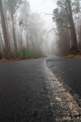 Foggy street trough an eucalyptus forest