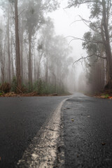 Fototapeta premium Foggy street trough an eucalyptus forest