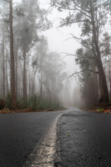 Fototapeta premium Foggy street trough an eucalyptus forest